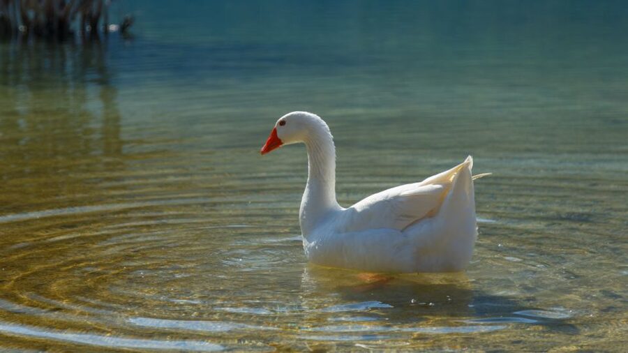 From Heraklion: Chania Town, Kournas Lake, and Rethymno Tour - What to bring so the day feels easy, not exhausting