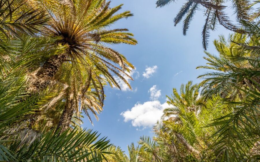 From Heraklion: Preveli Tropical Beach & Palm Forest Hike - Who This Tour Fits Best (And Who Should Skip It)