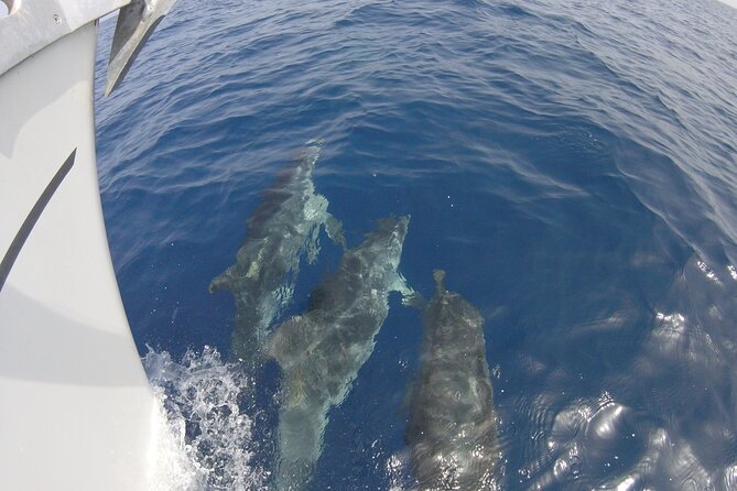 From Heraklion : Small Group 5,5 hours Sailing Trip to Dia Island - Dia Island time: snorkel gear included, plus real water time