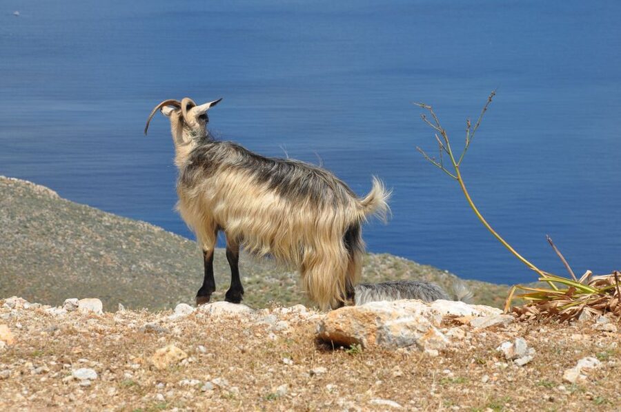From Rethymno: Agios Nikolaos and Spinaloga Tour - Tips to Make This Day Feel Effortless