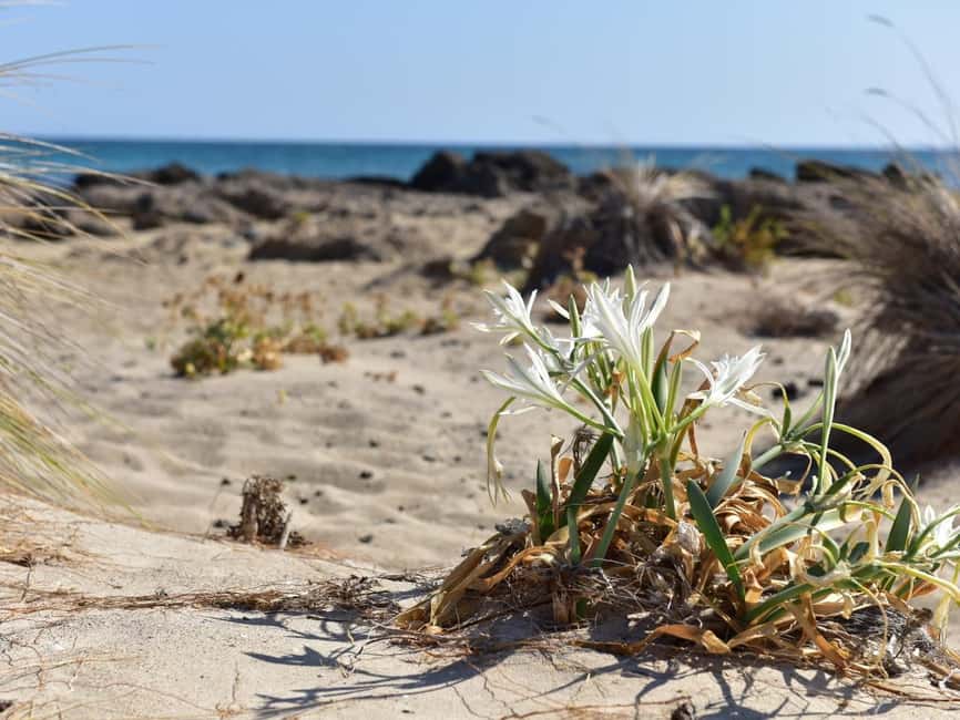 From Rethymno: Elafonisi Beach - private tour by SUV - Elafonisi Beach Time: Umbrellas, Shade Strategy, and Easy Flow