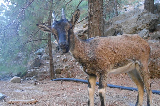 Full Day Samaria Gorge 10-Mile Walking Tour - The end of the gorge at Agia Roumeli, plus lunch on your own