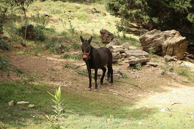Full-Day Samaria Gorge Private Hiking Tour - Agia Roumeli finish: swimming, relaxation, and a long day’s end
