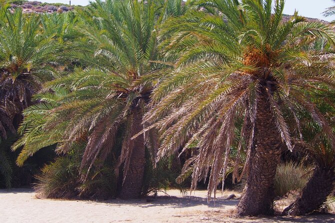 Full-Day Tour to Vai Palm Beach, Toplou Monastery, and Sitia Town - Who this tour suits best