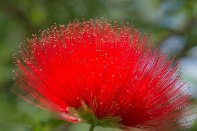 Half Day Private Tour to Botanical Garden in Chania - Botanical Gardens of Crete in Chania: a nature stop with a real story