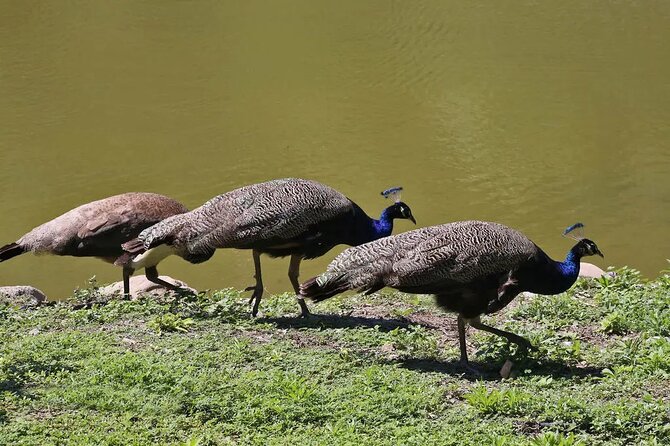 Half Day Private Tour to Botanical Garden in Chania - What you actually do inside the gardens