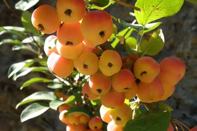 Half Day Private Tour to Botanical Garden in Chania - How to think about the $532.35 group price (and when it’s a good deal)