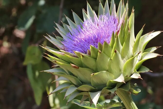 Half Day Private Tour to Botanical Garden in Chania - Who this tour fits best in Chania