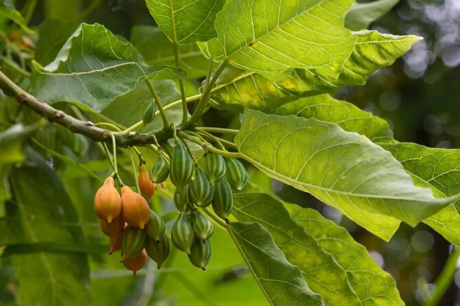 Half Day Private Tour to Botanical Garden in Chania - Walking the hilly paths: shoes, walking sticks, and smart pacing