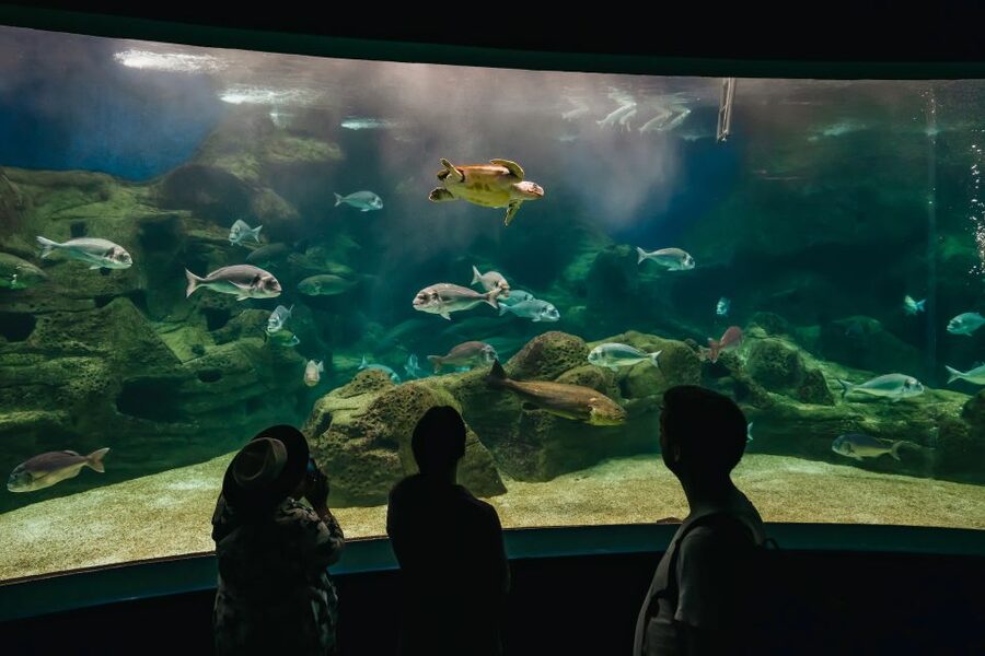 Heraklion Area: CRETAquarium Admission Ticket - Key things to know before you go