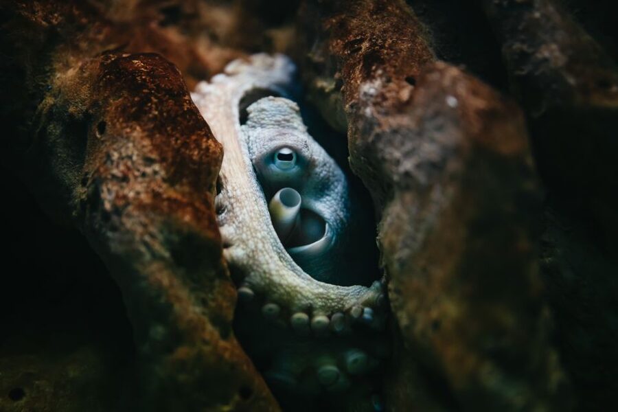 Heraklion Area: CRETAquarium Admission Ticket - Where CRETAquarium fits in Heraklion’s Thalassokosmos marine park