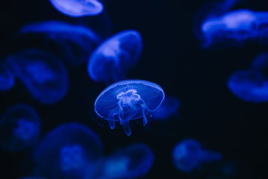 Heraklion Area: CRETAquarium Admission Ticket - Ticket value: what a $9 admission gets you in a 1-day visit