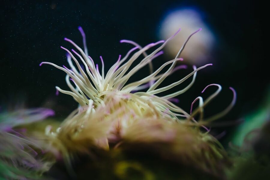 Heraklion Area: CRETAquarium Admission Ticket - Your self-guided route: from Mediterranean caves to open-ocean tanks