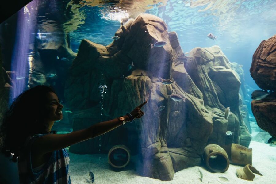Heraklion Area: CRETAquarium Admission Ticket - Sharks in the open-ocean area and the feeding moments