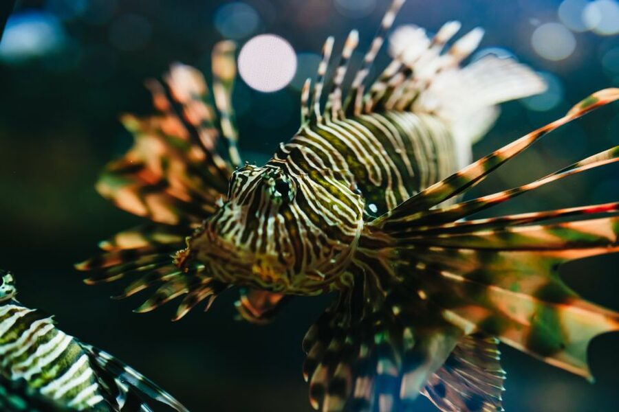 Heraklion Area: CRETAquarium Admission Ticket - Getting there from Heraklion, Malia, and Hersonissos without stress