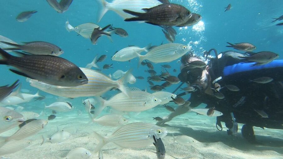 Heraklion: Beginner Scuba Diving Lesson with PADI Instructor - Instructor attention: the real reason beginners feel confident