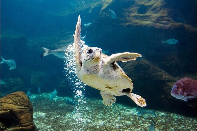 Heraklion City Tour-Market-Creta Aquarium - Cretaquarium tanks: Mediterranean species, big lighting, and tech-meets-education