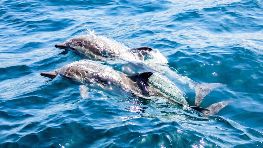 Heraklion: Dia Island Sailboat Cruise with Swimming and Meal - The Mediterranean Meal and Unlimited Drinks, Served Without Drama