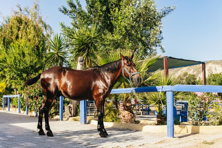 Heraklion: Finikia Horse Riding Tour with Lunch or Dinner - Horses, dogs, and a family-run vibe you can feel