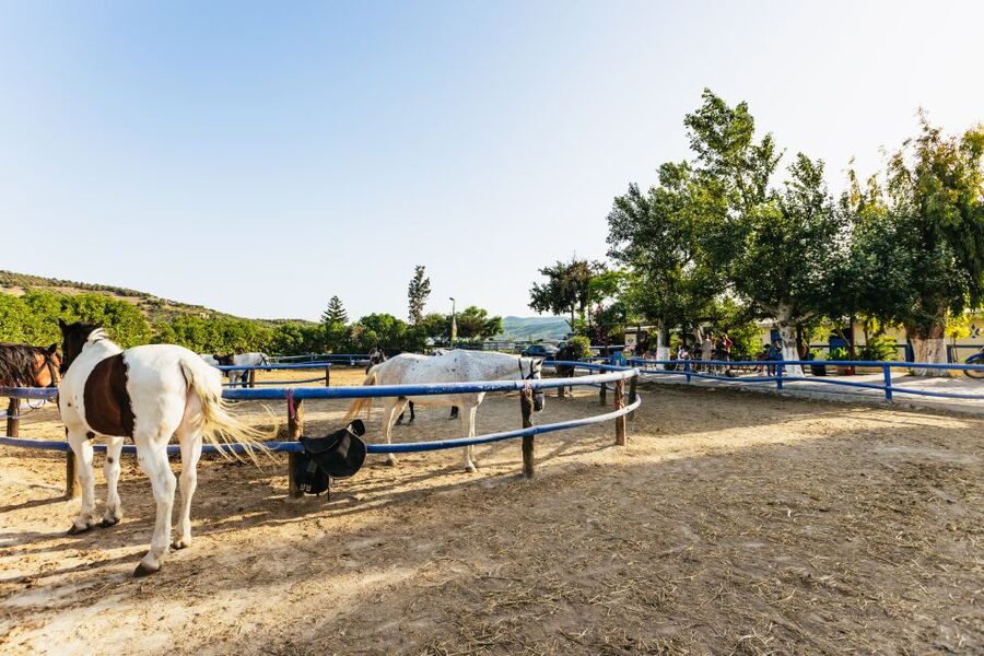 Heraklion: Finikia Horse Riding Tour with Lunch or Dinner - Safety check and the basic riding lesson, before you head into the mountains
