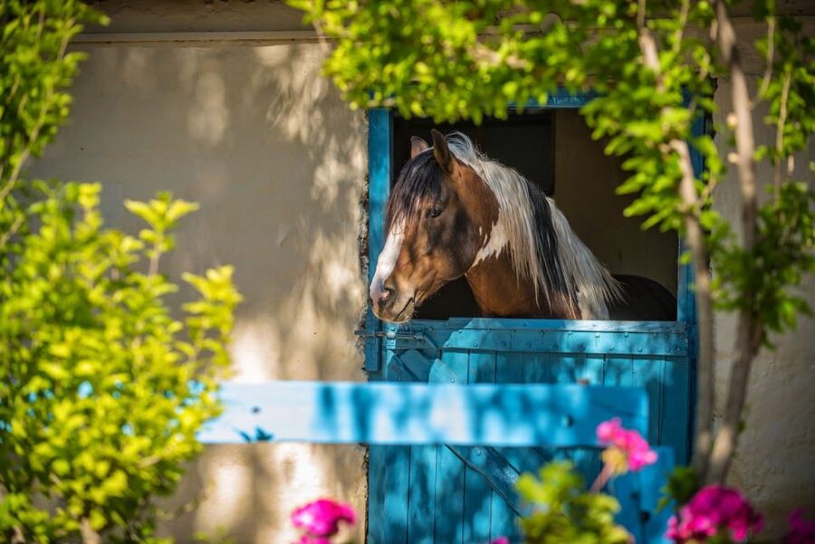 Heraklion: Horseriding Day Tour with Lunch and Transfer - Planning tips so your day runs smooth