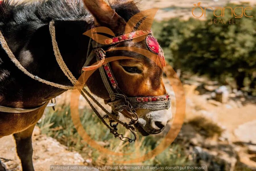 Heraklion : Lasithi Plateau - Zeus Cave & Knossos Palace - From Heraklion Area Pickups to a 7.5-Hour Myth Ride