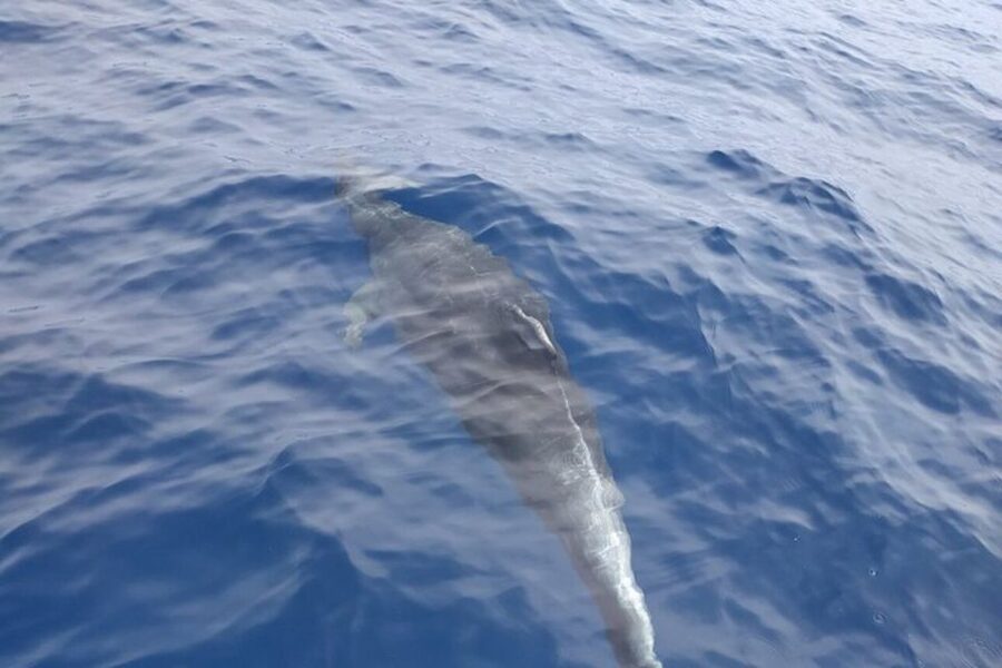 Heraklion: Nature Reserve Dia Island Full-Day Cruise & Lunch - On board experience: safety first, then sailing time