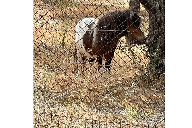 Heraklion:Olive & Dragon Fruit Farm Tour & Cretan Farmers Brunch - Olive Oil Tour Plus Dragon Fruit Farm, One Handy Package