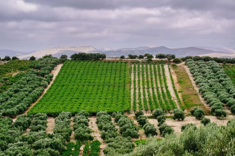 Heraklion: Olive oil and Wine Tour with Lunch - Pickup, timing, and how the 8 hours play out