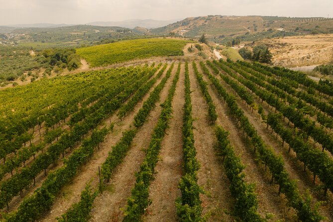 Heraklion Private Half-Day Gastronomy Diaries Experience in Lyrarakis Winery - Under the olive tree: olive oil and wine tastings that feel connected