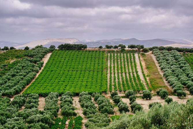 Heraklion Private Olive Oil and Wine Gastronomy tour with Lunch - First stop: Kleanthi Olive Farm and guided extra virgin oil tasting