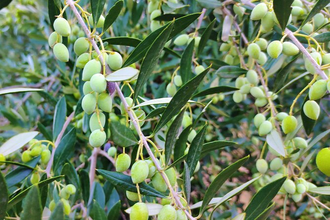 Heraklion Private Olive Oil and Wine Gastronomy tour with Lunch - Peza between olive trees and vineyards, with free admission