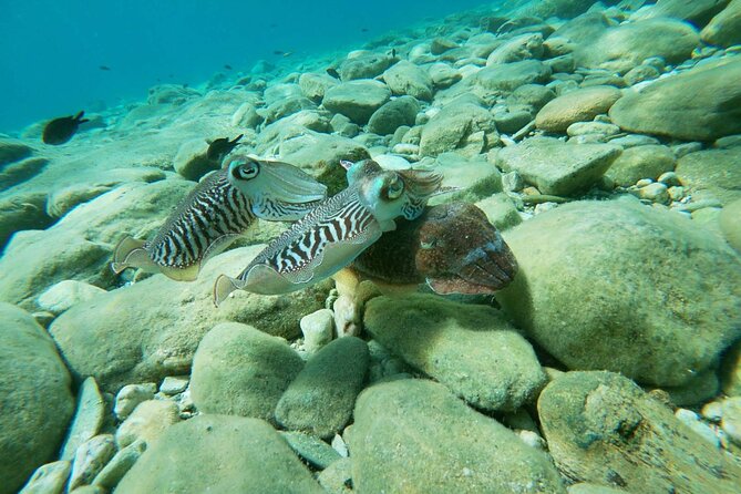 Heraklion: Scuba Diving Experience for Beginners - The actual underwater experience: sea life, feeding, and safety stops