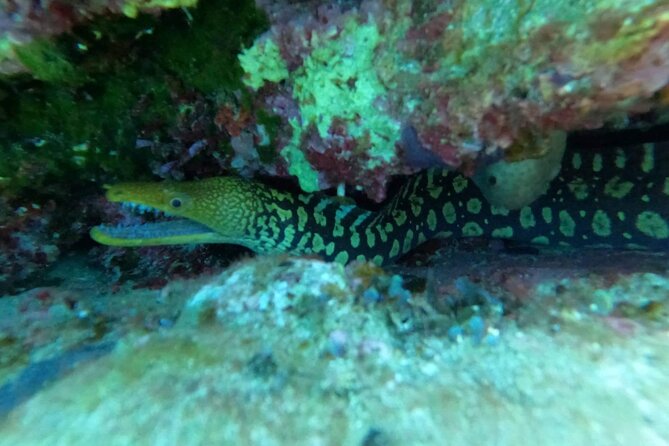 Heraklion: Scuba Diving Experience for Beginners - Group size and the pacing you should expect