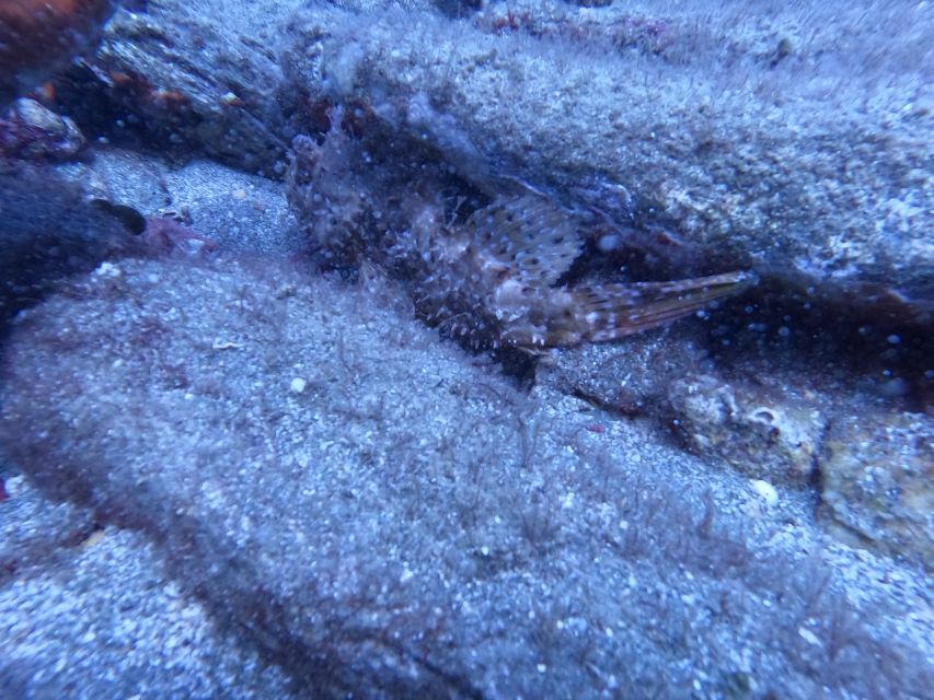 Heraklion: Scuba Diving Experience for Beginners _Beach - Key highlights worth planning for