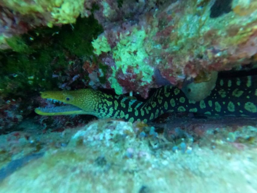 Heraklion: Scuba Diving Experience for Beginners _Beach - What you’ll actually see underwater near the seabed