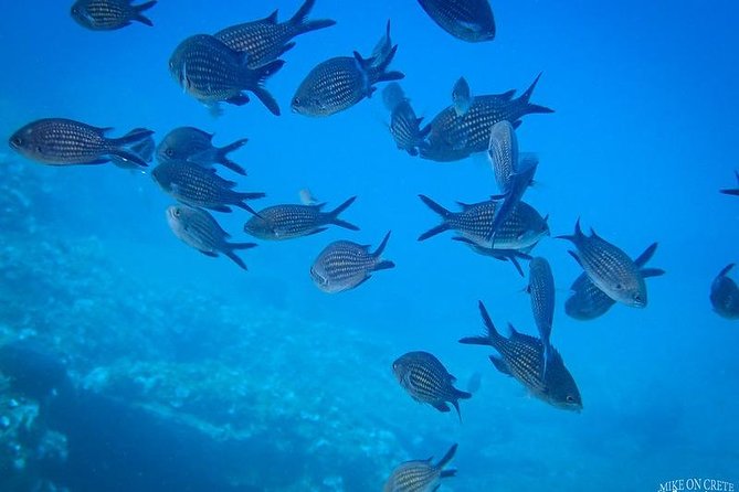 Heraklion: Scuba Diving Experience for First-Timers - The 45-minute training on land: how beginners get set up