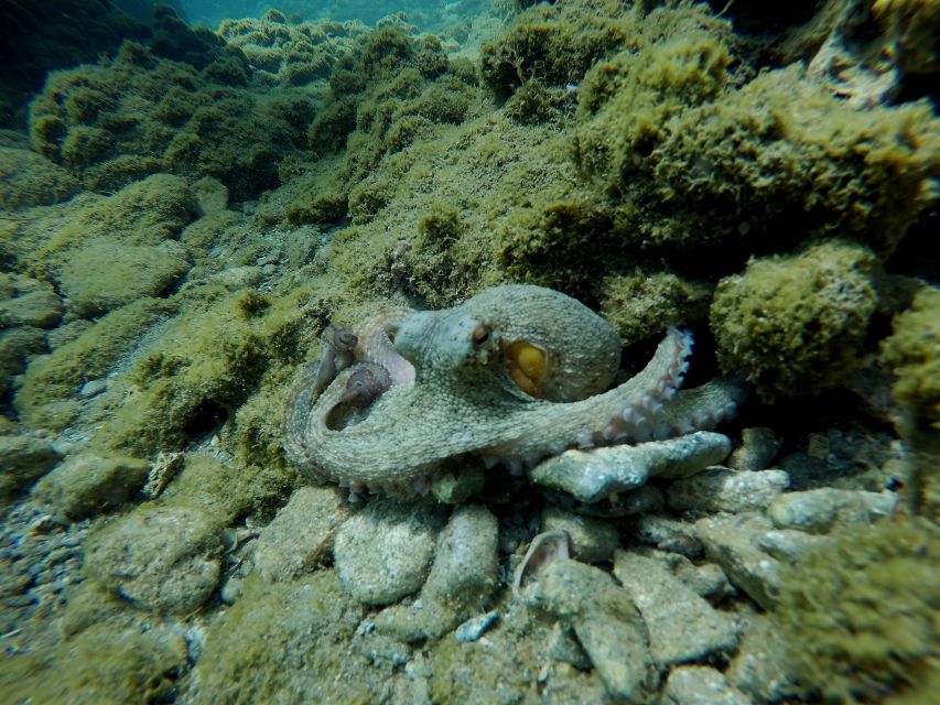 Heraklion: Try Scuba Diving For Beginners (1 dive) - Who should book this in Heraklion, and who should skip it