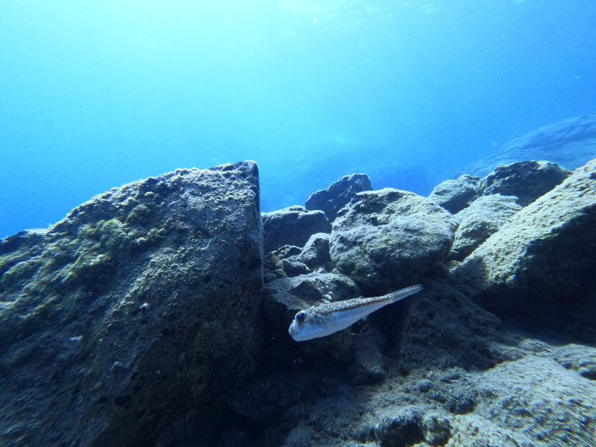 Heraklion: Try Scuba Diving For Beginners (1 dive) - Language support: English, Greek, German, and French