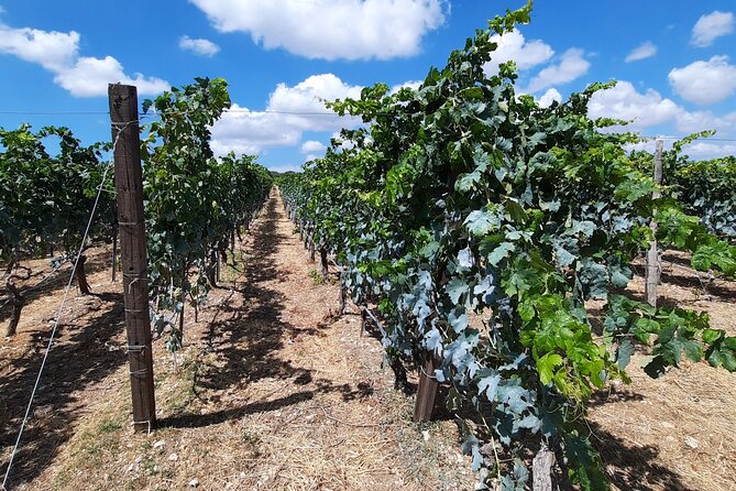 Heraklion wine tour & Cretan meze lunch - Indigenous grape varieties, explained like a real conversation