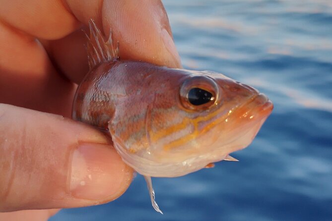 Hook Your Adventure Now with Chania Rod Fishing Experience - Who This Chania Rod Fishing Trip Suits Best