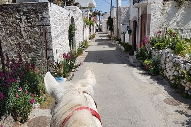 HORSE RIDING 1.5 hours mountains from area Hersonissos CRETE - Pickup, drop off, and transfer fees if you’re not in the main zone