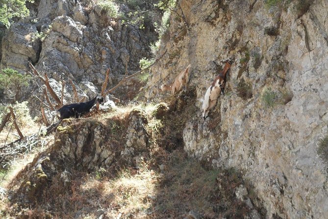 Imbros Gorge and Libyan Sea Day Tour From Rethymno - Price and value: paying for transport, not just a hike