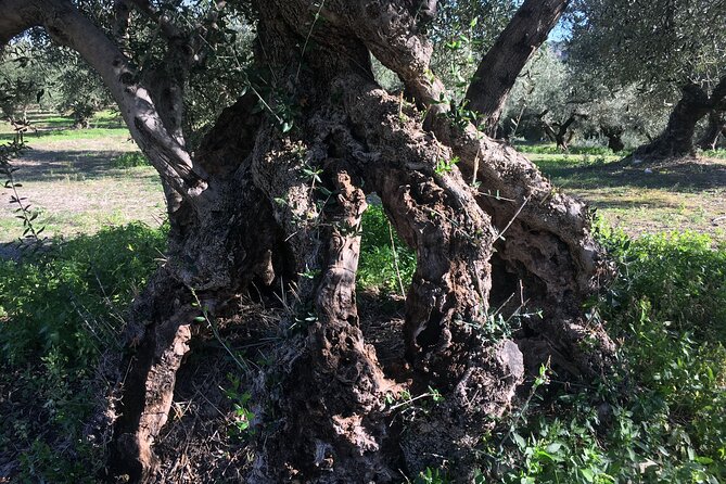In Crete Discover the miracle of Olive Oil and Organic Fruits - Olive Oil Through Three Eras, in One Long Day