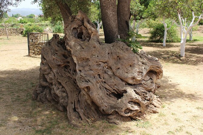 In Crete Discover the miracle of Olive Oil and Organic Fruits - Tsivaras and the Possible World-Oldest Olive Tree