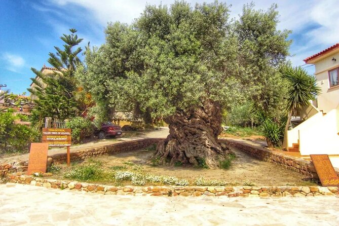 In Crete Discover the miracle of Olive Oil and Organic Fruits - Vryses Old Olive Oil Mill: Machinery From Earlier Centuries