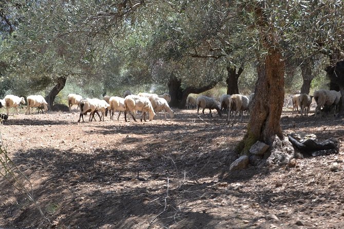Jeep Safari 4x4 Crete real off road mountain tracks with Lunch from Hersonissos - Views on the Way Down: North Coast Scenery You Might Miss If You Rush