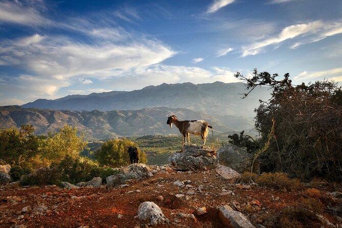 Knossos & Lasithi Plateau: Villages, Olive Oil Tour From Elounda - Krasi: old tree, natural springs, and raki tasting
