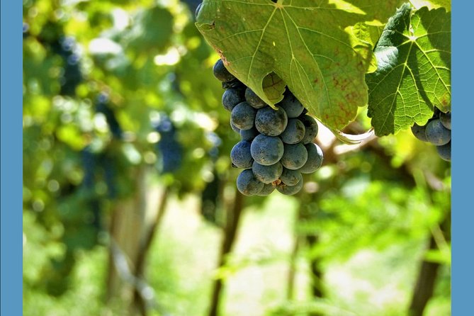 Knossos Wine & More - Lunch at a traditional tavern, from ntolmades to loukoumades