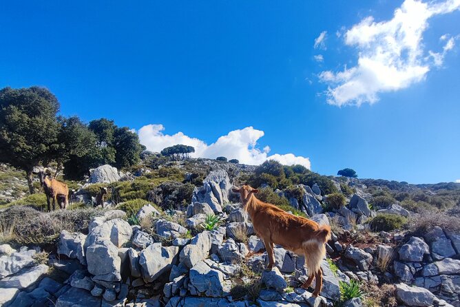 Lasithi plateau,wine and olive oil tasting,Greek Mythology park - Aposelemis Dam photo stop, plus Sincken and Avdou viewpoints